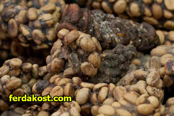 Ciri Khas Kopi Luwak